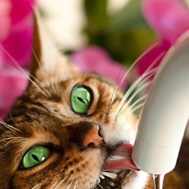 a cat drinks water from a faucet