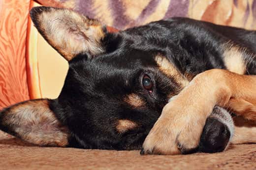 Black and brown dog laying on its side covers face with paw.