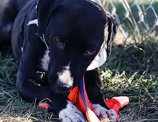 Black and white dog chewing on orange dog toy outdoors.