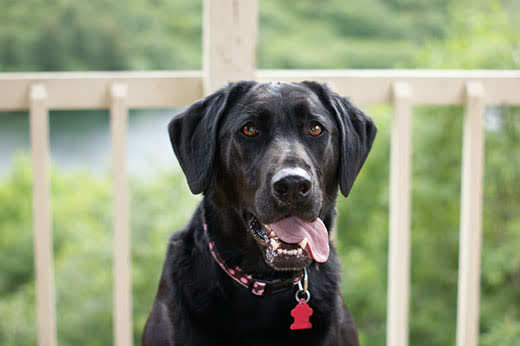 Black lab with tongue out sitting on a deck overlooking a bluff.