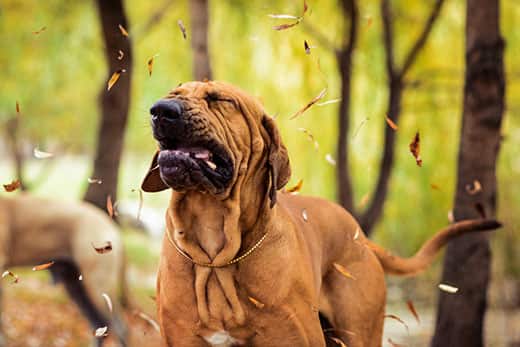 Brazilian Mastiff making silly face in the middle of a sneeze in the forest.