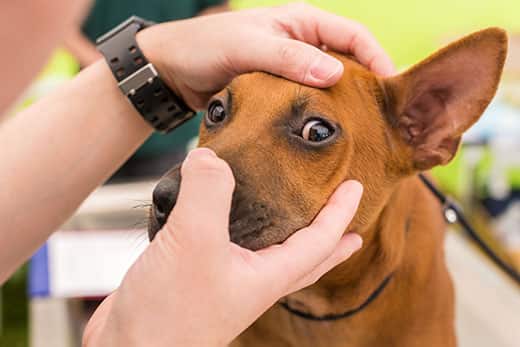 Person checking a brown dog's eye.