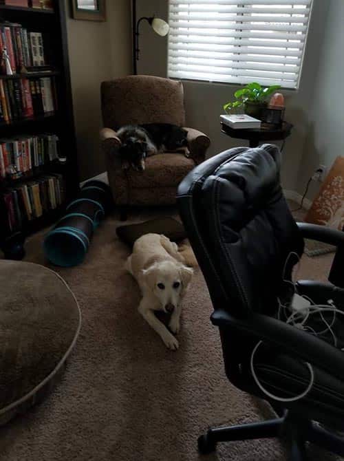 One dog lays on the ground, while another lays in a recliner.