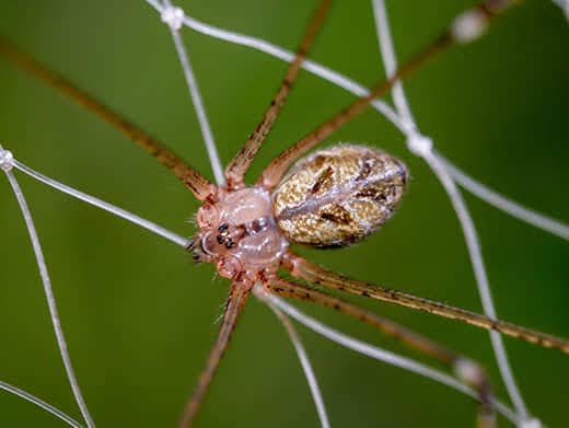 Close-up of a brown recluse spider