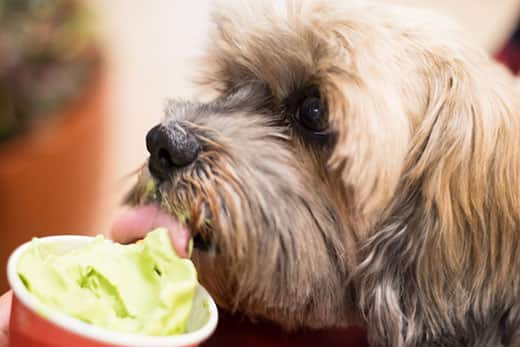 Close-up of a terrier licking green frozen yogurt out of a cup.