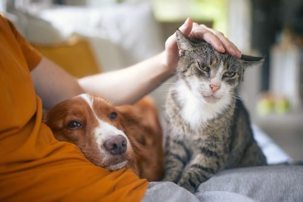 A dog and a cat restion in their owner lap