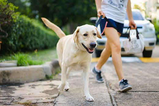 Yellow labrador retriever walking besides owner outdoor on pavement