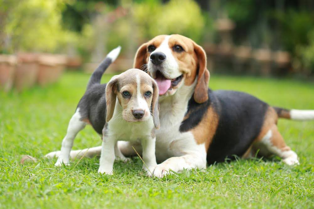 beagle mom and puppy on the grass