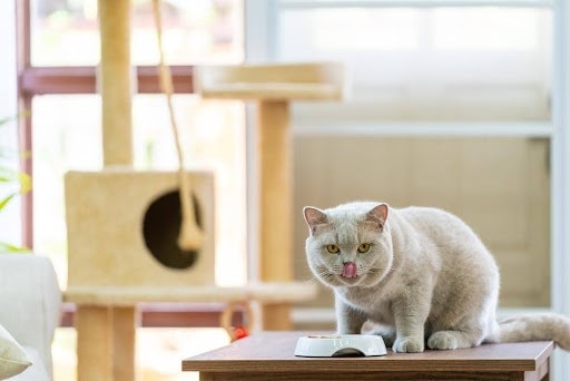 white cat eating from a bowl with tongue out