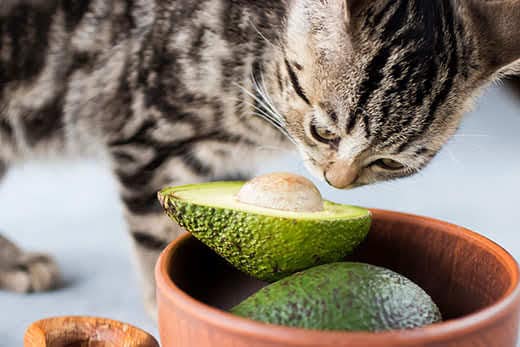 Kitten eat ripe avocado. Soft focus.