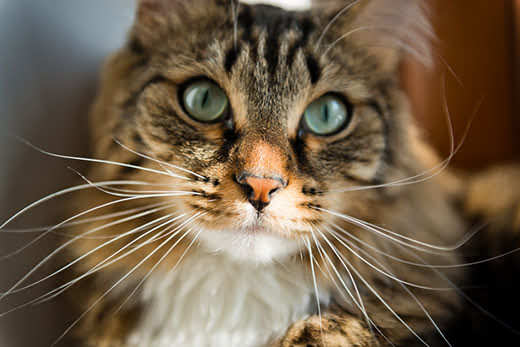 Close-up of a long-haired cat with long whiskers.