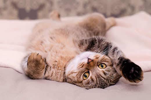 Scottish Fold cat, brown tabby lying belly up on its back.