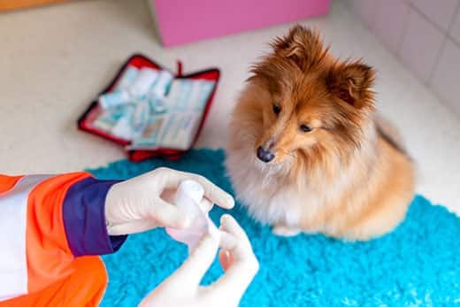 A emergency veterinarian treats has a first aid kit while Shetland sheepdog sits close by.