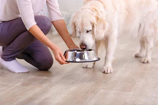 Taste it. Close up of bowl with food in hands of pleasant caring woman holding it while feeding her dog Taste it. Close up of bowl with food in hands of pleasant caring woman holding it while feeding her dog