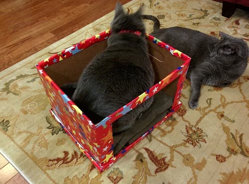 Two gray cats lie around DIY cardboard cat bed covered in red fabric with different colored stars.