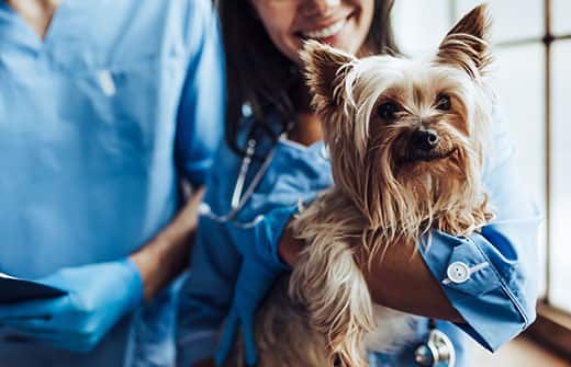 Vet and vet assistant examining a Yorkshire Terrier