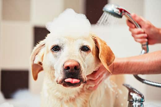Yellow lab gets bathed with shampoo bumbles on head.