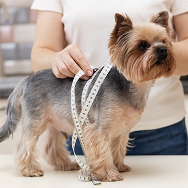 veterinarian measuring dog size