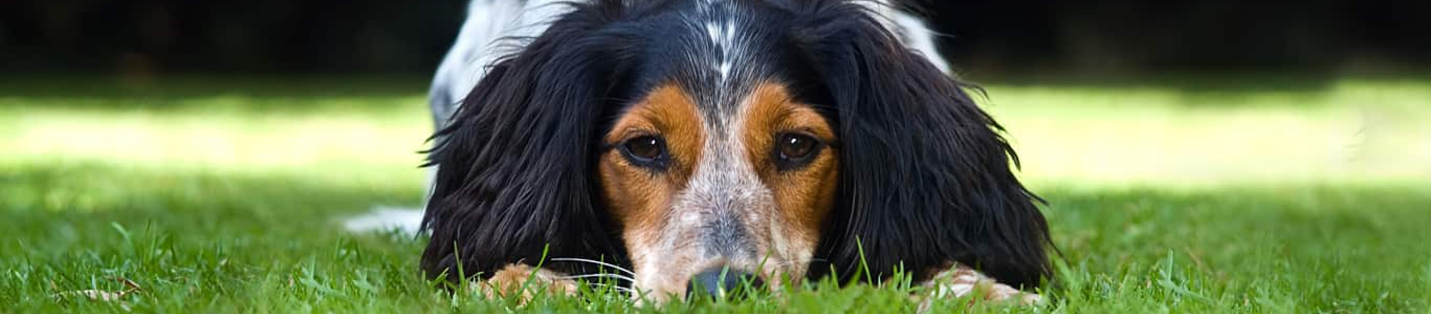 Mixed Breed Spaniel terrier lying in grass with head down