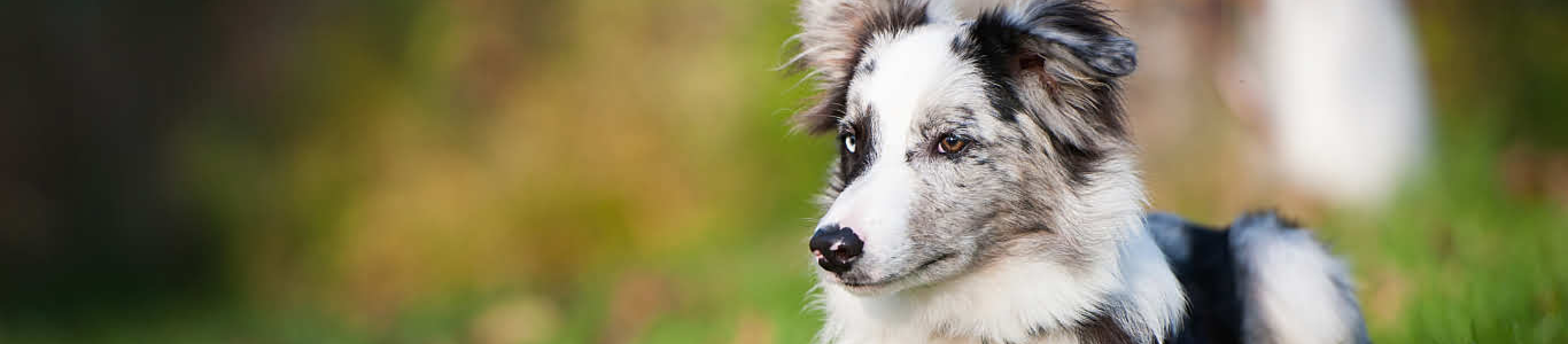 Black and white Border Collie sitting in grass