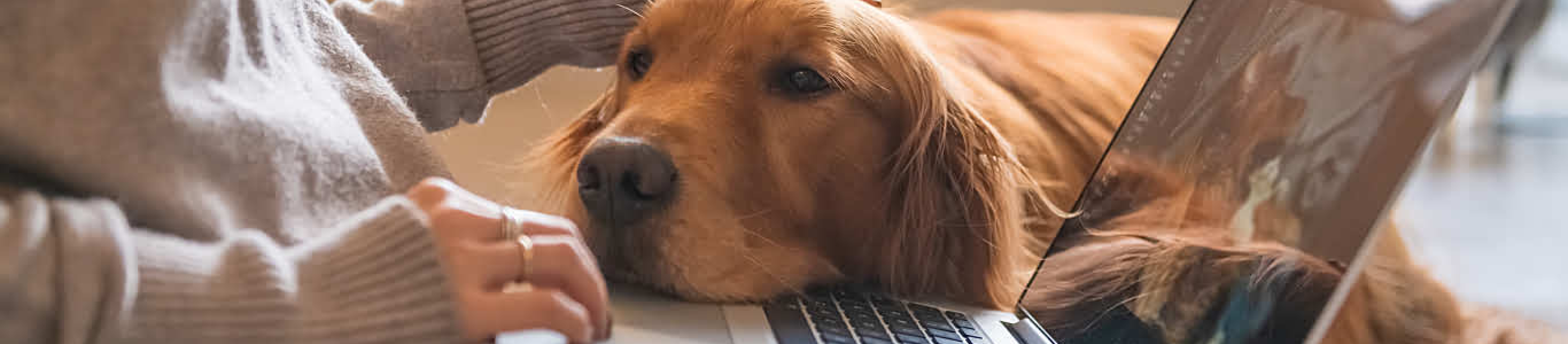 Golden Retriever with head on laptop