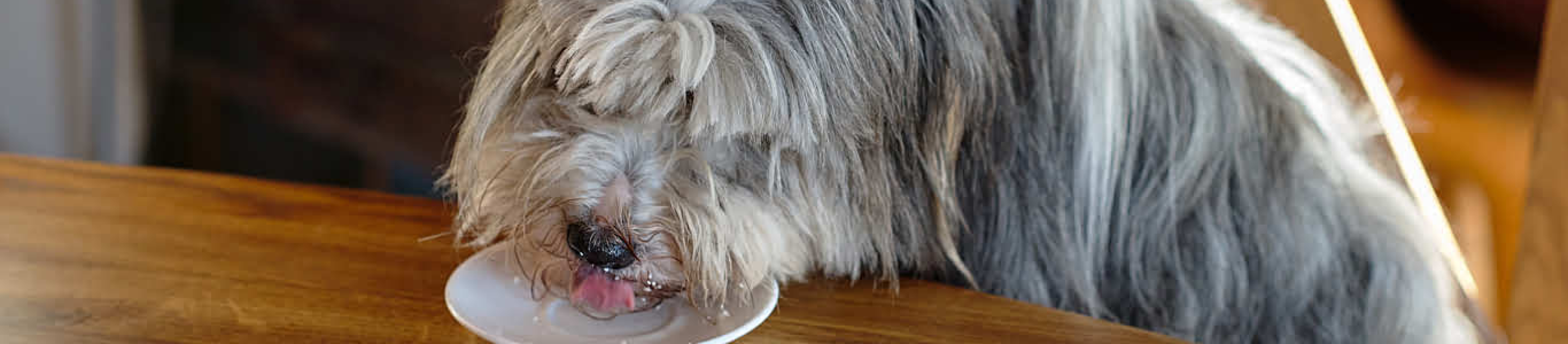 Gray dog eating off table