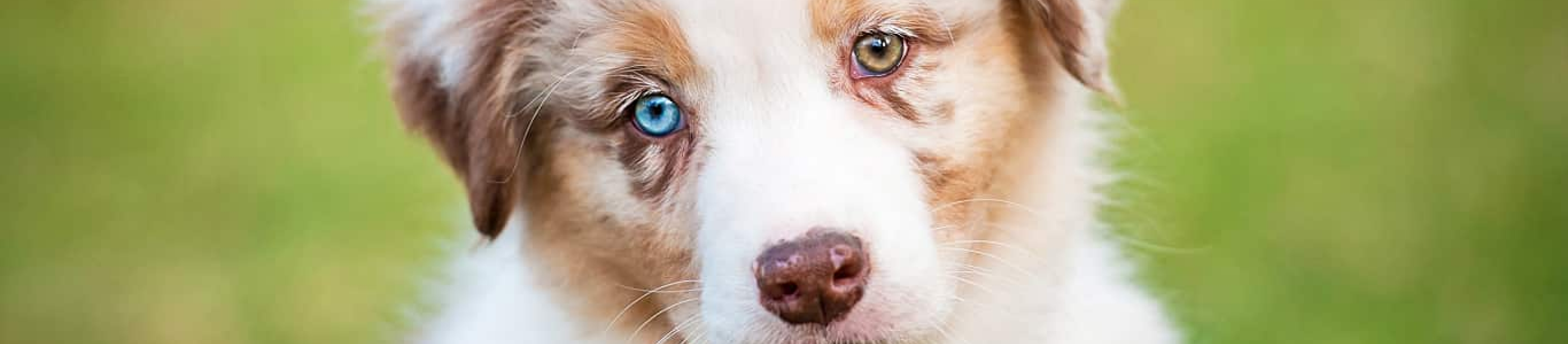 close up Australian Shepherd puppy with different colored eyes