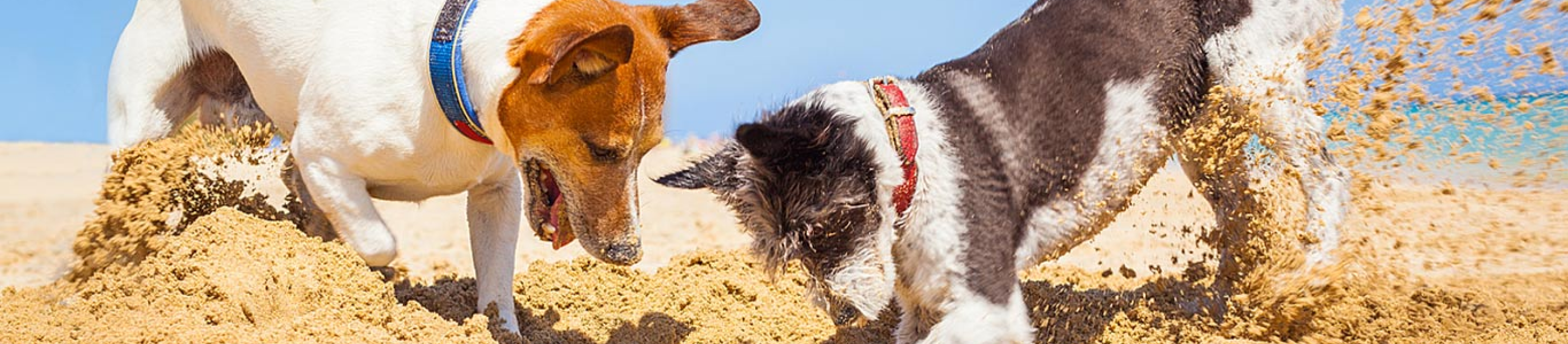 Two dogs digging in sand.