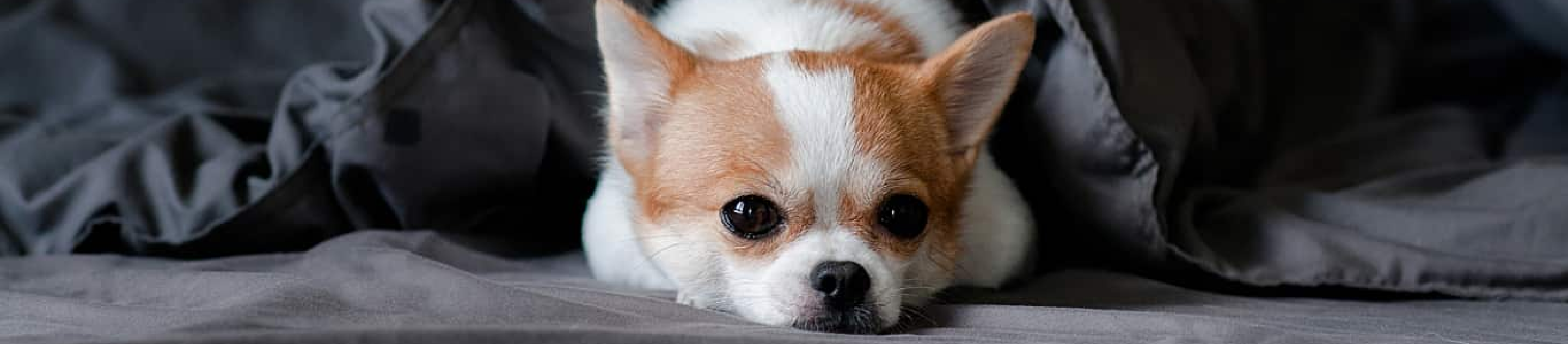 small Chihuahua under gray comforter