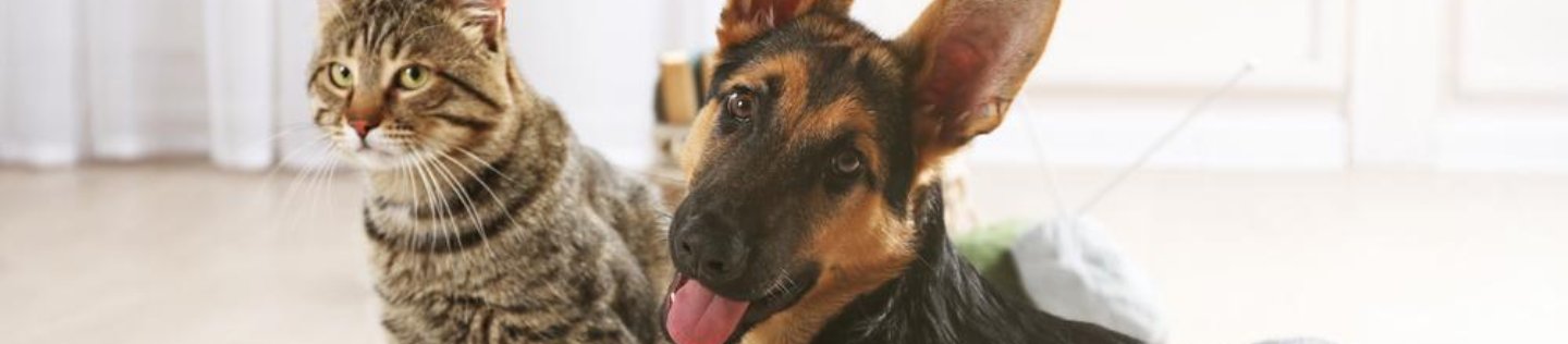 A cat and dog lie on a carpet
