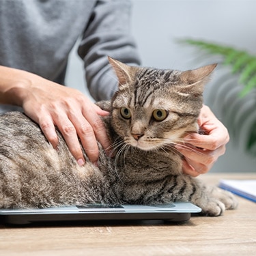 obese cat sitting on a weight scale at a vet's clinic