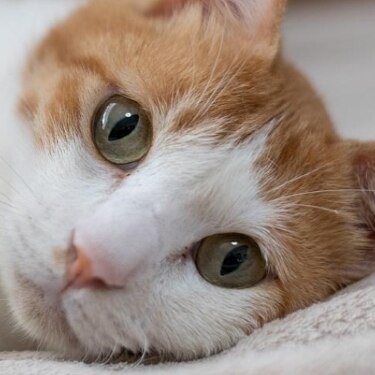 A cat lies on a blanket.