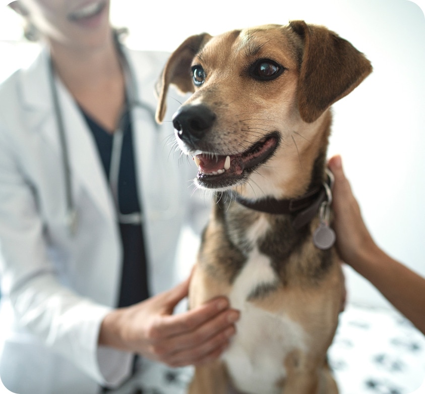 A dog in a clinic beside a veterinarian