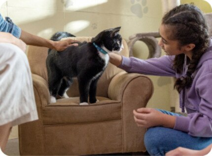 Cat playing with toy